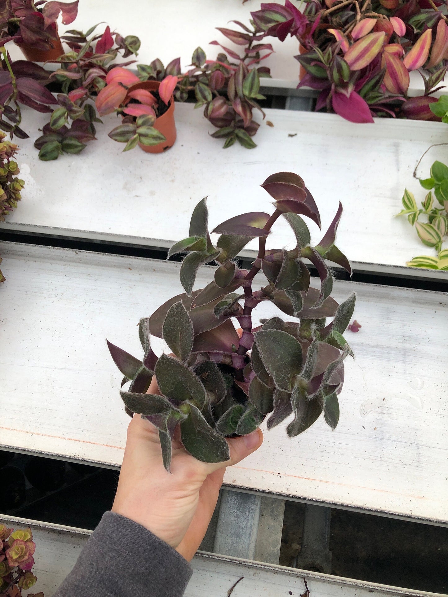 Tradescantia pale puma ~ wandering Jew ~ Rare spiderwort ~ live purple inchplant~ purple plant