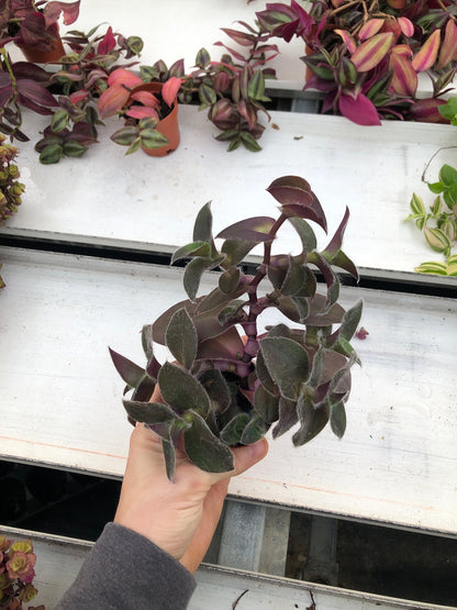 Tradescantia pale puma ~ wandering Jew ~ Rare spiderwort ~ live purple inchplant~ purple plant