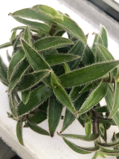 Tradescantia kitten ears ~  wandering jew ~ rare inchplant