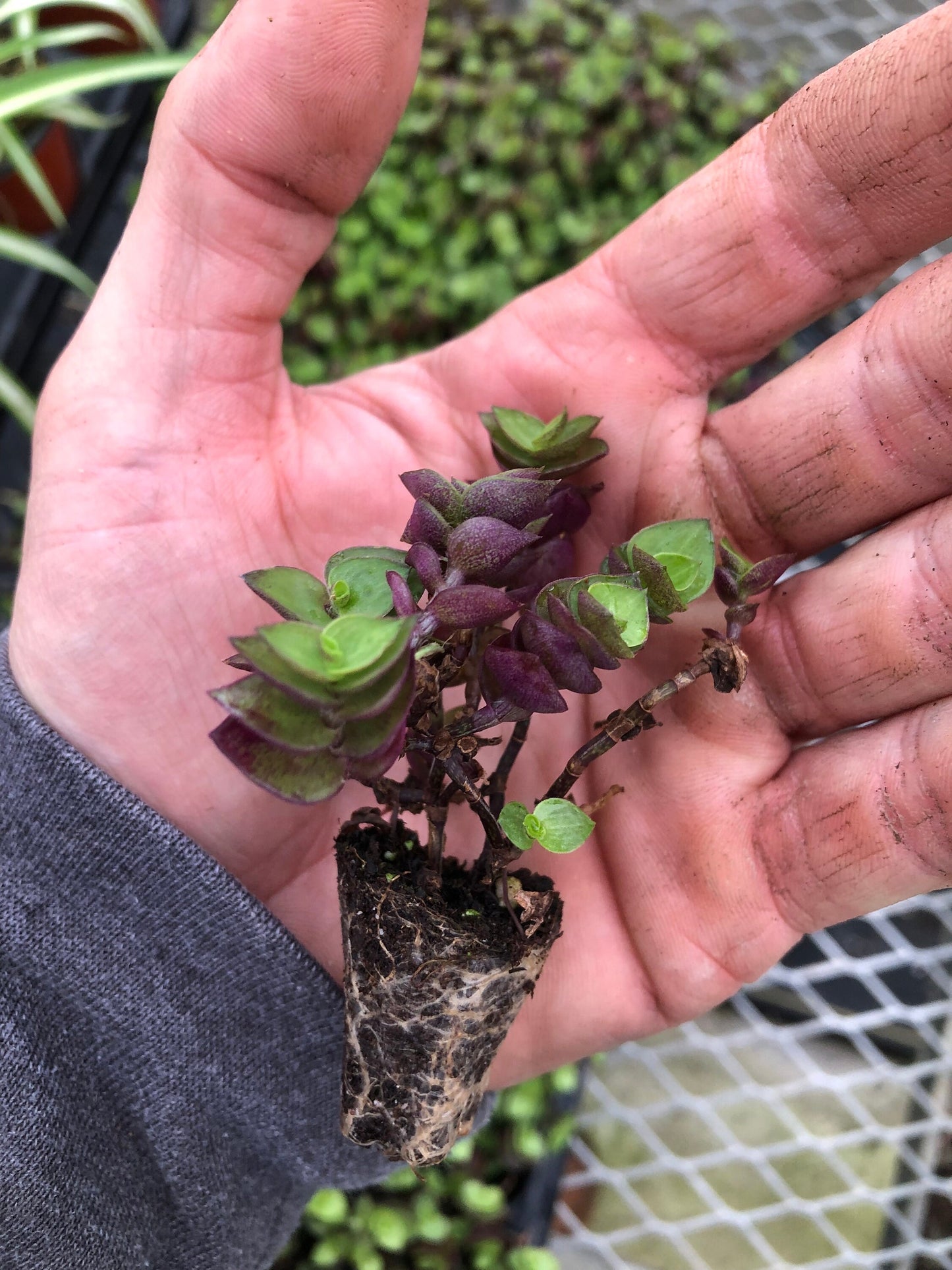 10 ROOTED MIX Tradescantia Zebrina and tradescantia Tortuga ~ Wandering Jew.  5 each ~ super easy to grow ~ ready to plant