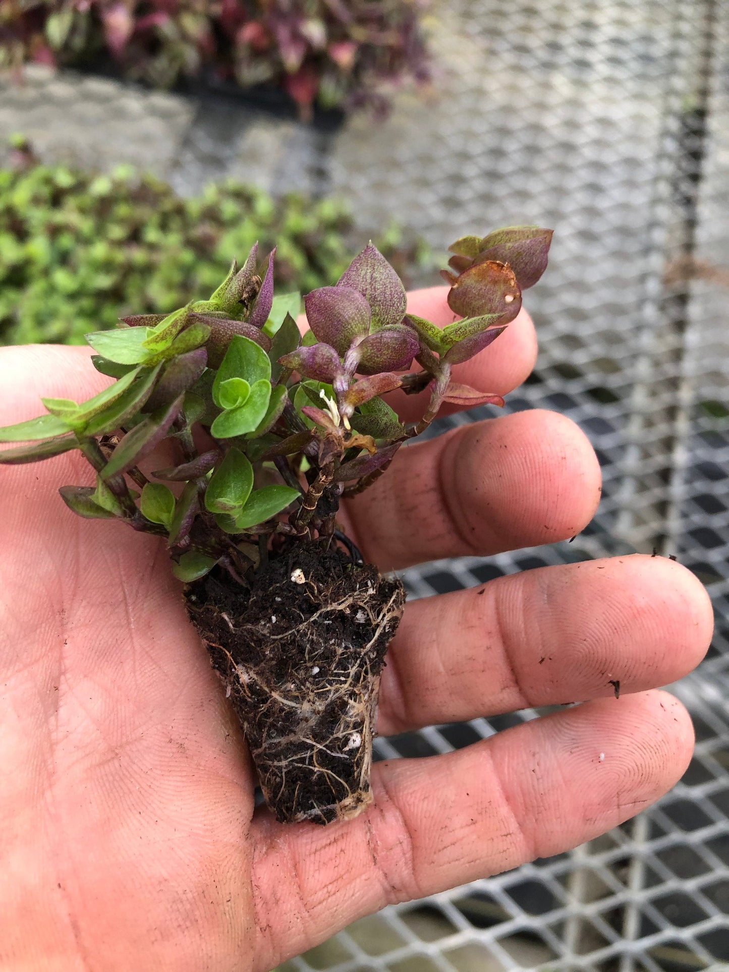 10 ROOTED MIX Tradescantia Zebrina and tradescantia Tortuga ~ Wandering Jew.  5 each ~ super easy to grow ~ ready to plant