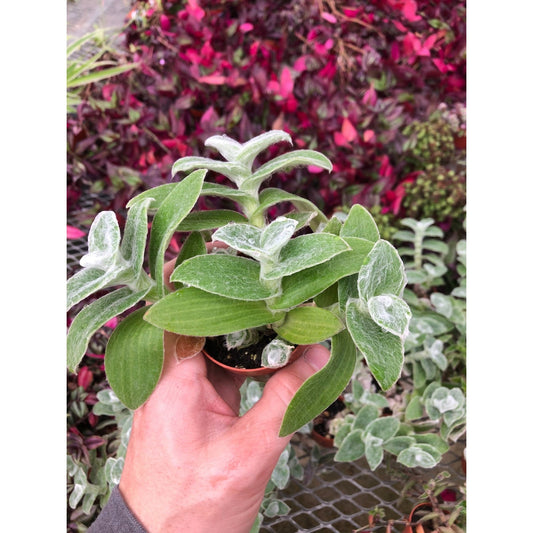 Tradescantia White velvet ~ rare wandering jew ~ Easy houseplant