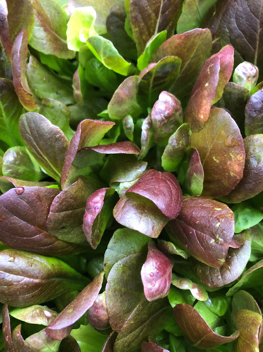 Live lettuce starter plugs 7 pieces ~ Red Romaine lettuce ~ ready to plant into your spring garden ~ salad greens ~ culinary delight