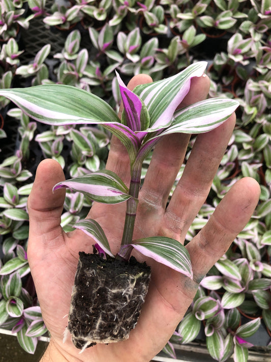 Tradescantia Nanouk ~ Bubble gum wandering Jew ~ pink inchplant ~ 2 extra large fully rooted starter plants Free shipping