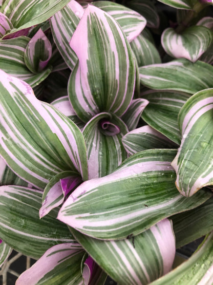 Tradescantia Nanouk ~ Bubble gum wandering Jew ~ pink inchplant ~ 2 extra large fully rooted starter plants Free shipping