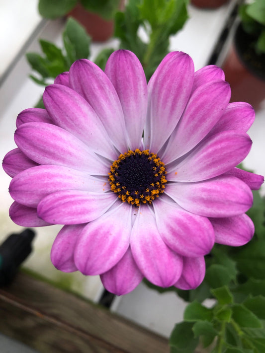 Sunscape Daisy Live Plant - 4" Pot | Brighten Your Garden with Cheerful Blooms ~ Multiple colors available