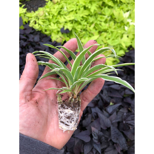 Rooted Spider plant starts ~ 3 pack fully rooted ~ready to plant