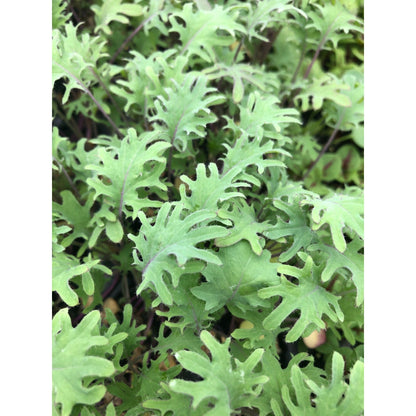 White Russian Kale Live Starter Plants - Set of 5 | Nutrient-Rich Addition to Your Garden