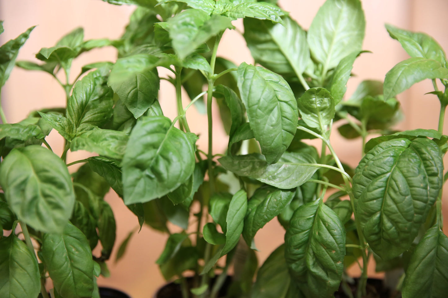 Basil short grow guide for healthy plants