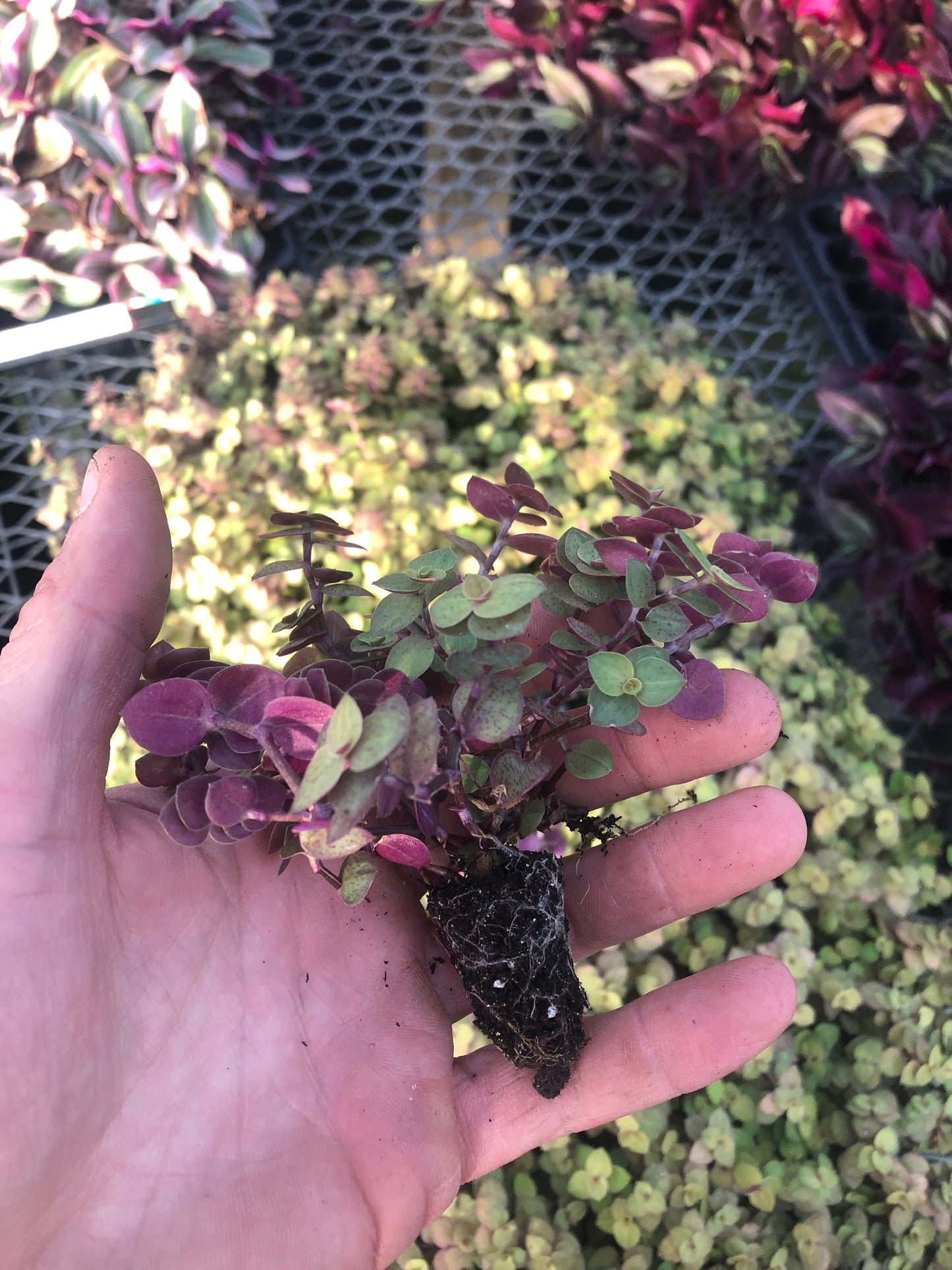 Tradescantia ROOTED cuttings. “Bolivian gold” vibrant