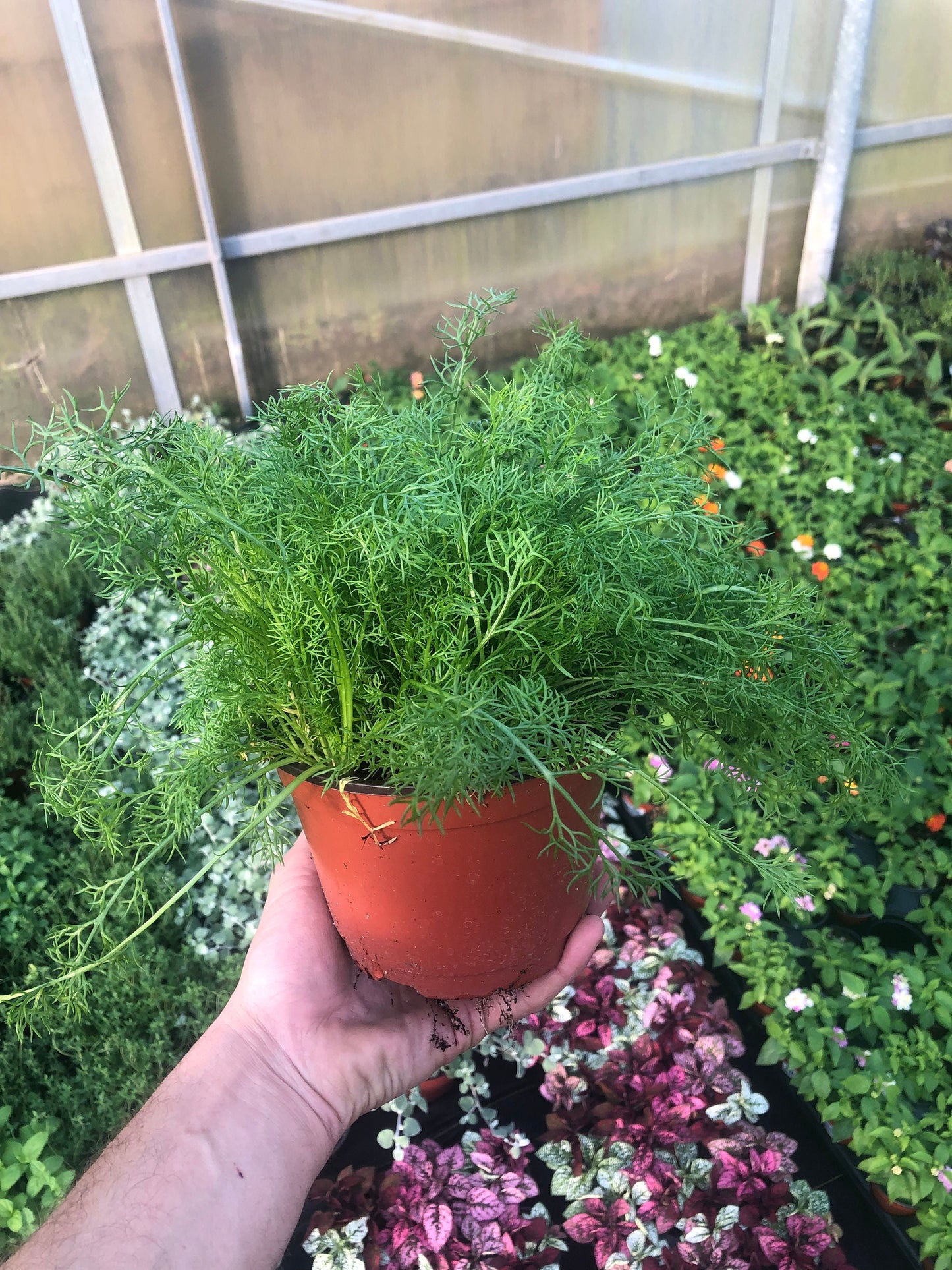 Large German Chamomile Plants ~ premium 6”