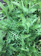 Yarrow live plant ~live herb medicinal ~ Perrenial plant