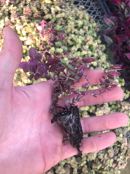 Tradescantia ROOTED cuttings. “Bolivian gold” vibrant