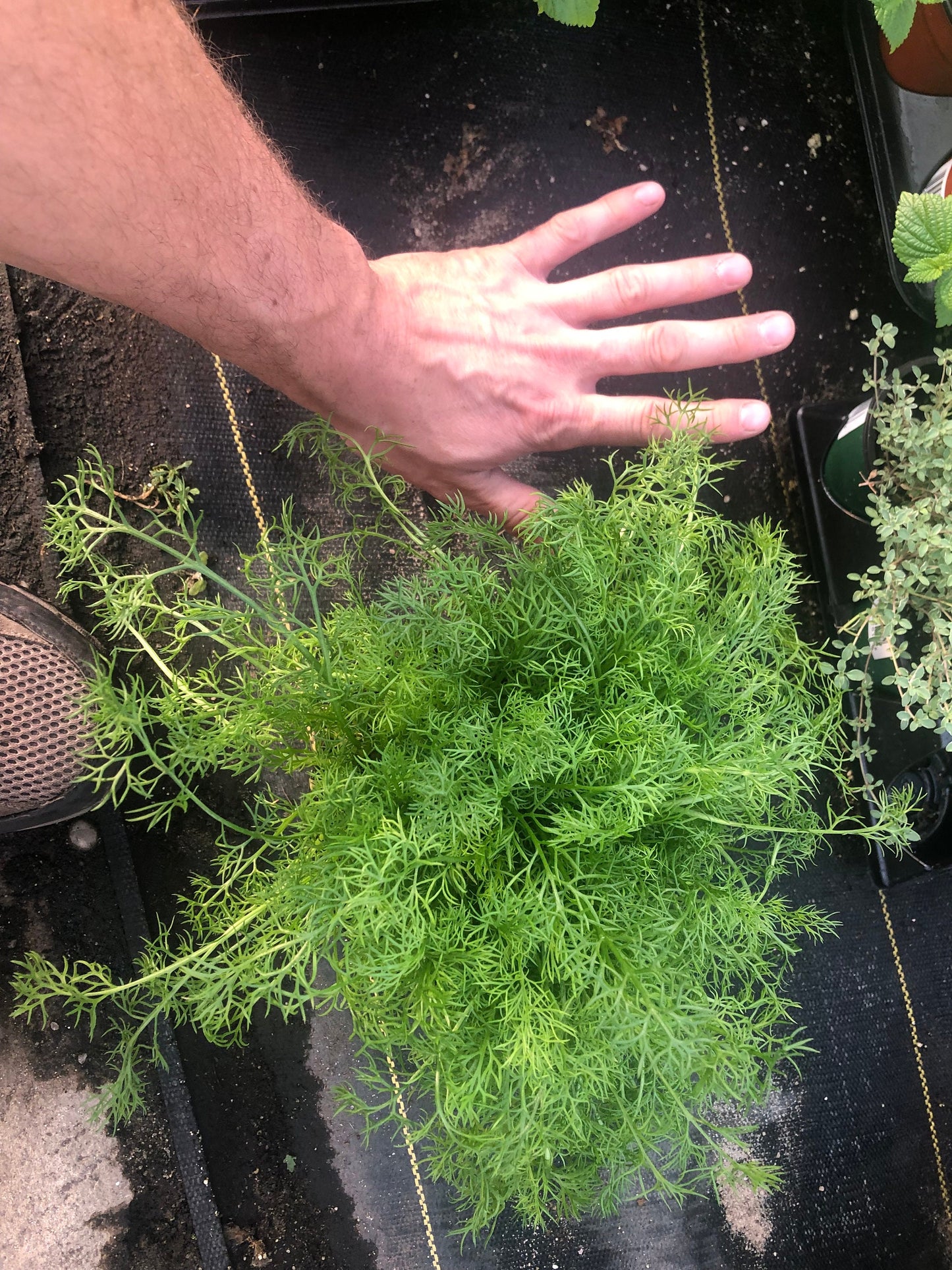 Large German Chamomile Plants ~ premium 6”