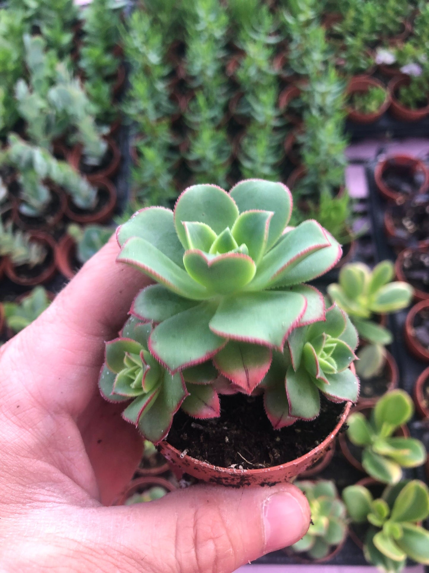 Mystery Box ~ 5 different Succulents and Houseplants ~ free shipping