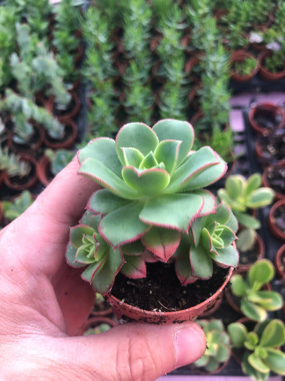 Mystery Box ~ 5 different Succulents and Houseplants ~ free shipping