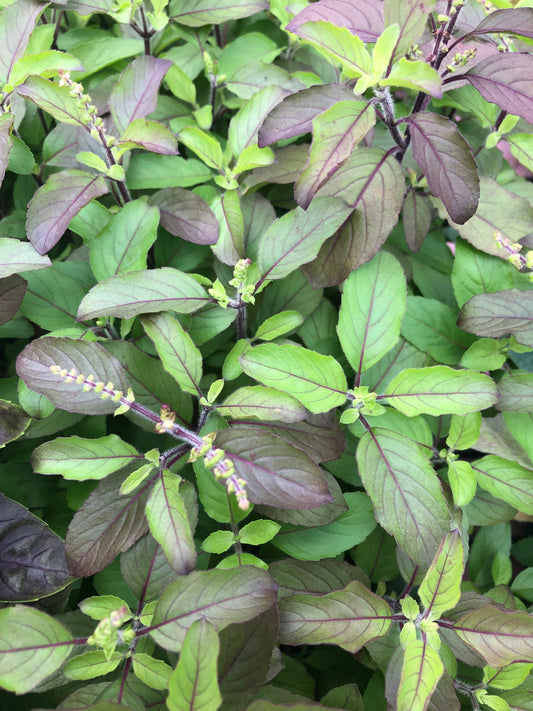 Krishna tulsi ~ purple stem holy basil seeds ~ 350+ seeds. Ocimum Sanctum