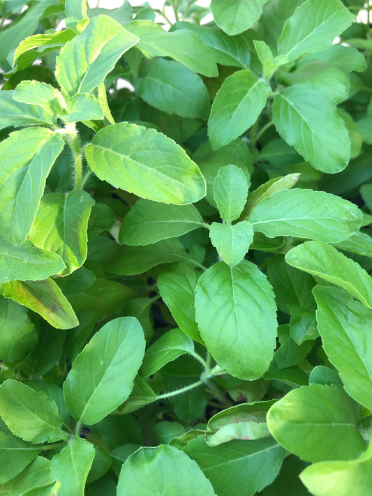 Ramma tulsi ~ green stem holy basil seeds ~ 350+ seeds. Ocimum Sanctum