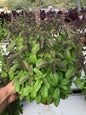 Krishna Tulsi Extra Large Plant - Sacred Holy Basil with Purple Stems (Ocimum Sanctum)