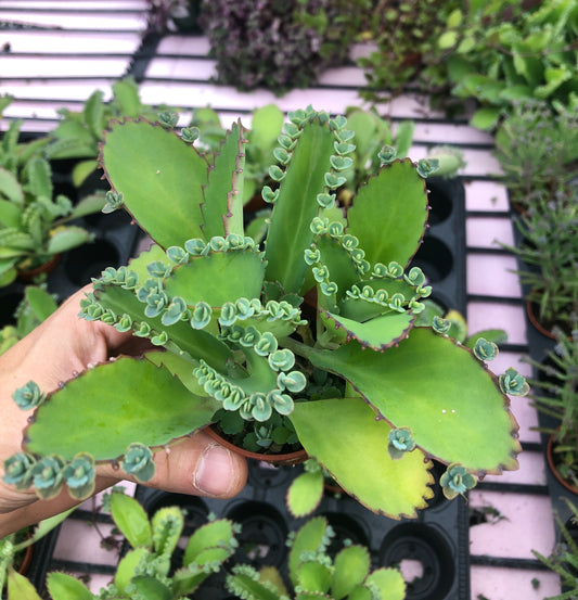 Kalanchoe 'Mexican Hat Plant' - Unique and Easy to Grow