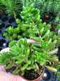 Jelly Bean Sedum Plants - Charming and Resilient Succulents