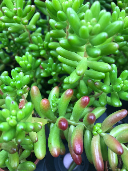 Jelly Bean Sedum Plants - Charming and Resilient Succulents