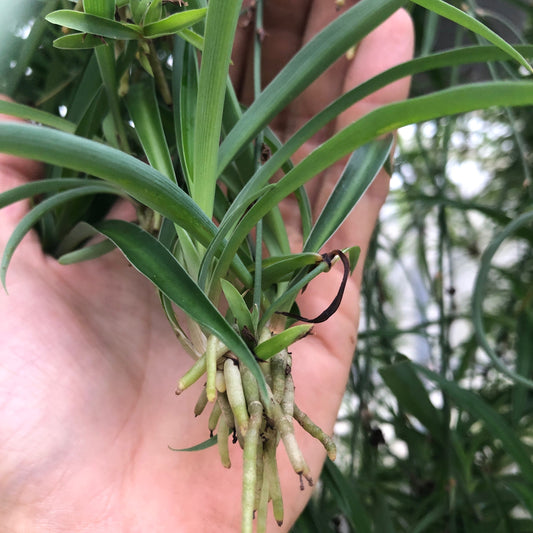 5 Spider plant babies ~ bare root ~ Solid green