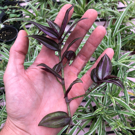 Tradescantia Large cutting’s “ wandering Jew “ Zebrina mini  - Purple plants