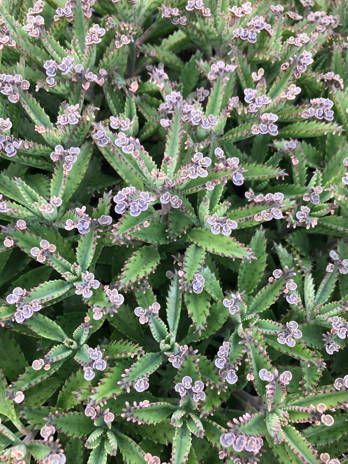 Mother of thousands ~ live plant houseplant ~ 3 rooted starter plants