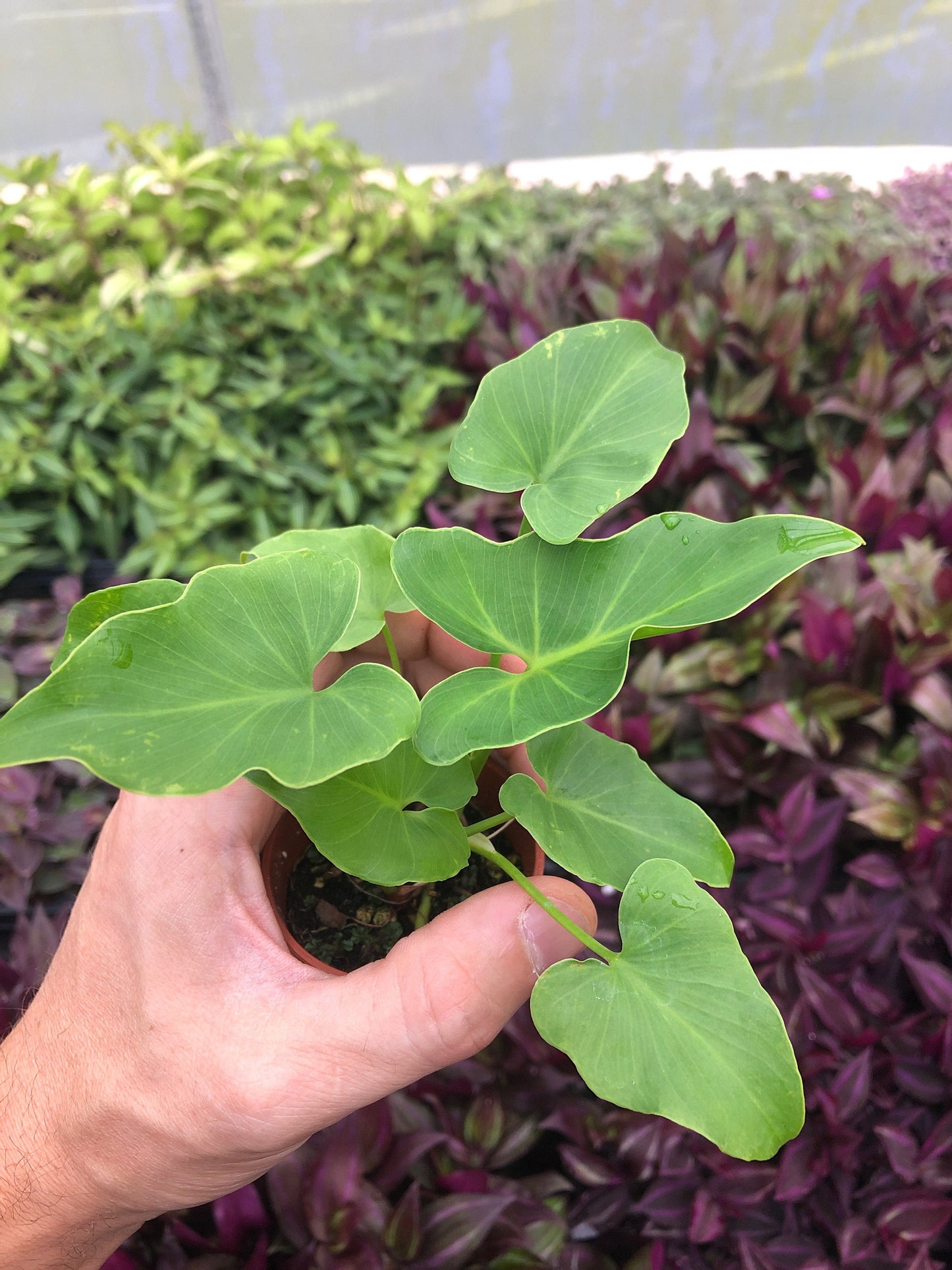 Philodendron Shangri La ~ easy philodendron ~ collector plant ~ aroid