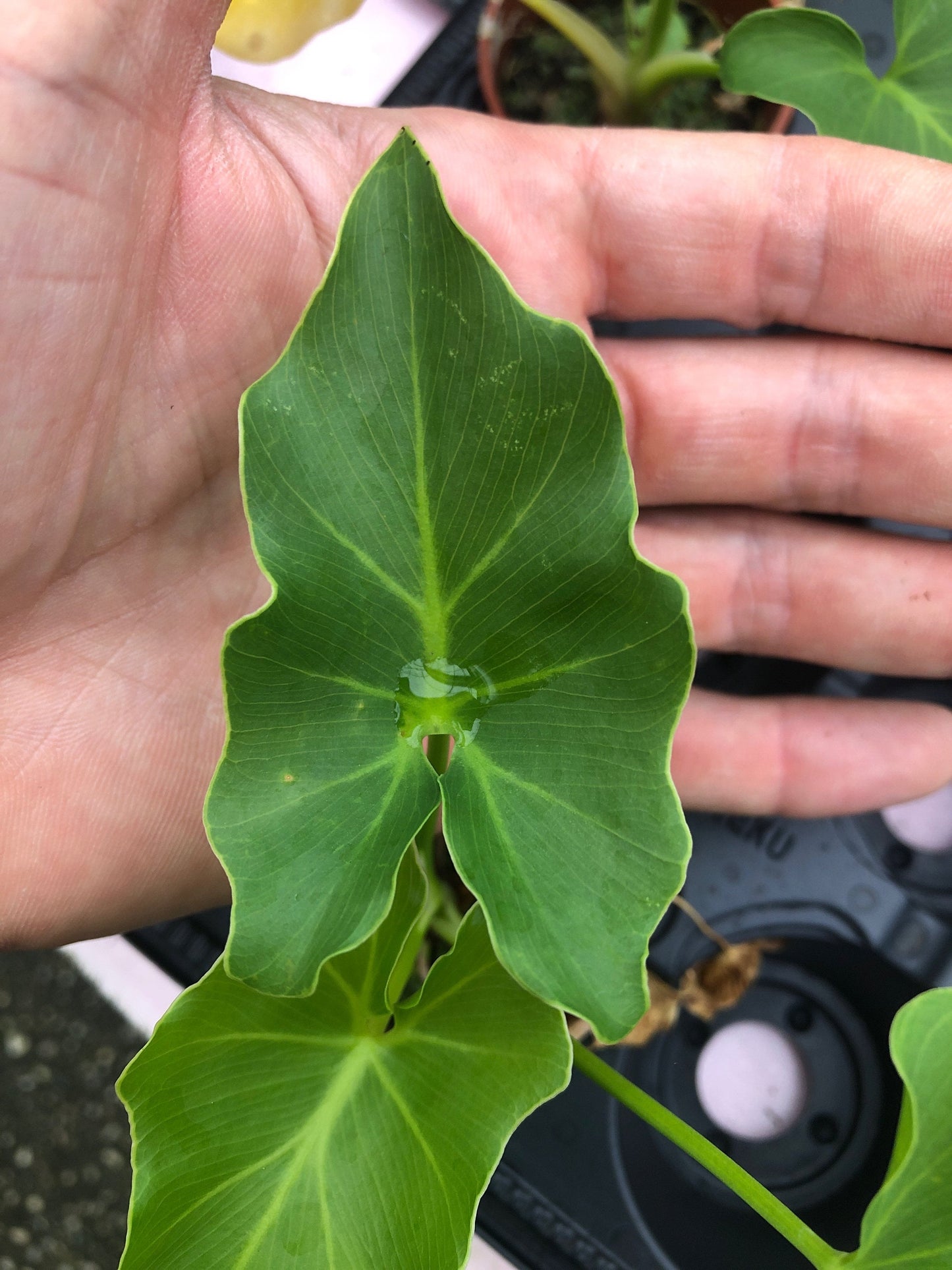 Philodendron Shangri La ~ easy philodendron ~ collector plant ~ aroid