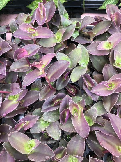 Tradescantia ~ Wandering Jew ~ Pale Puma - Fully rooted starter plants - Rare wandering jew