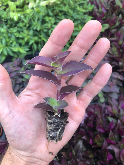 Tradescantia ~ Wandering Jew ~ Pale Puma - Fully rooted starter plants - Rare wandering jew