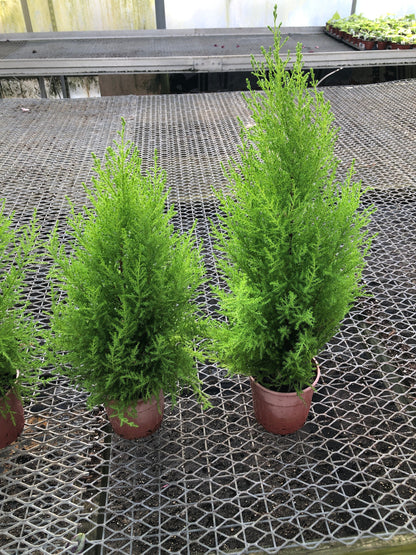 Lemon cypress ~ Lemon scented pine ~ great for home office Garden and yard ~ nice and full 1’ -2’