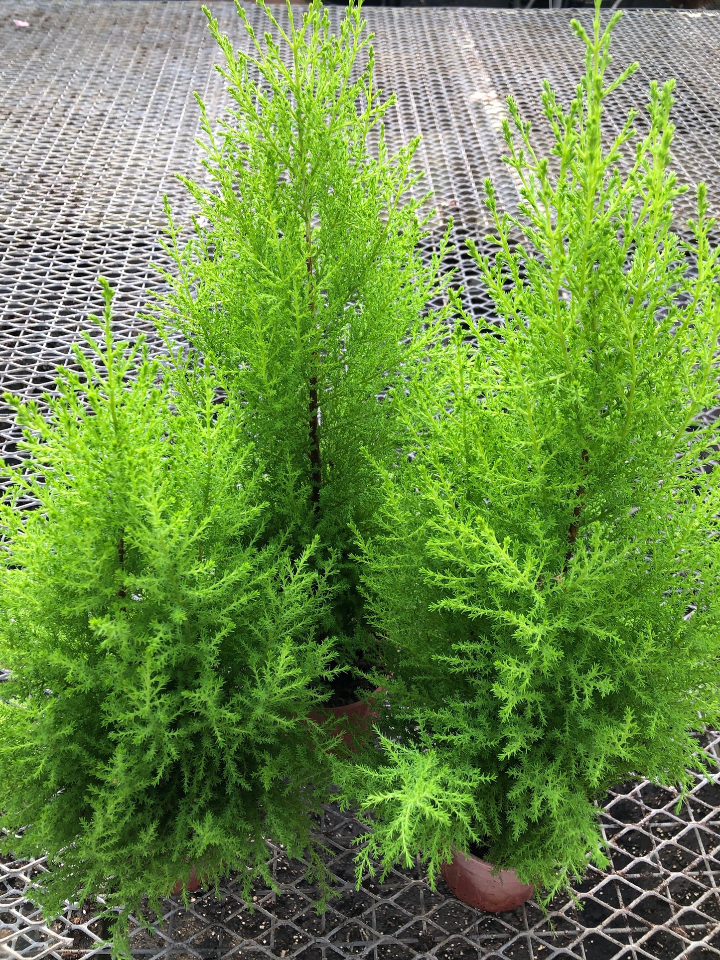 Lemon cypress ~ Lemon scented pine ~ great for home office Garden and yard ~ nice and full 1’ -2’